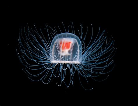 Jellyfish jaunt online iso